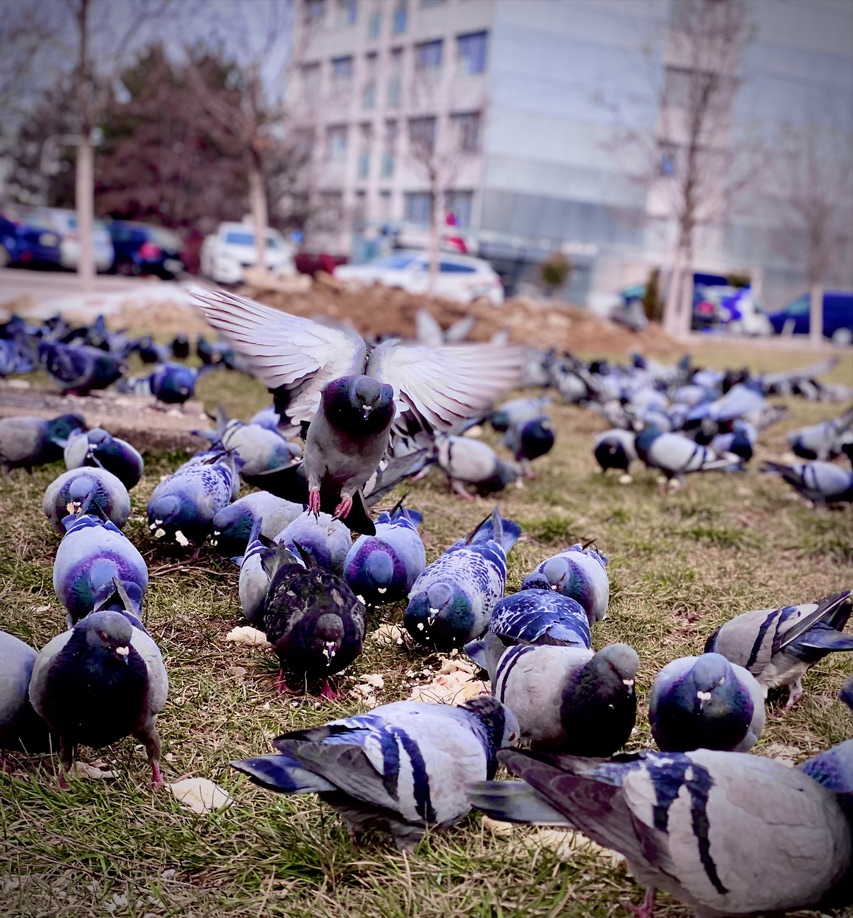 Pigeons at my local dormitory